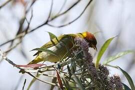 Rufous-headed Tanager