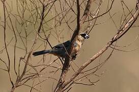 Cinnamon Tanager