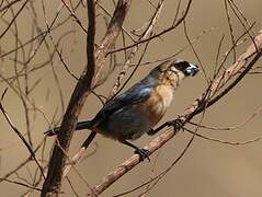 Cinnamon Tanager