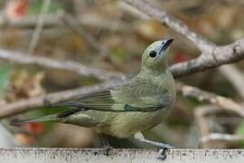 Palm Tanager