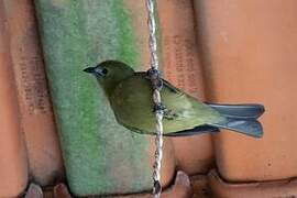 Palm Tanager