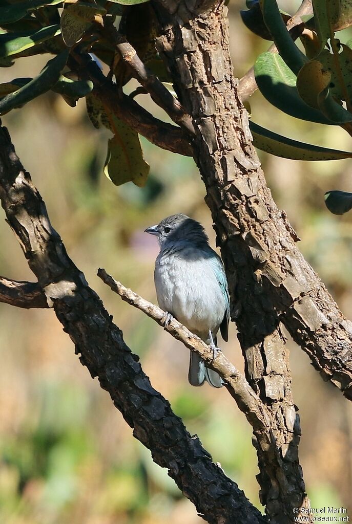 Sayaca Tanageradult