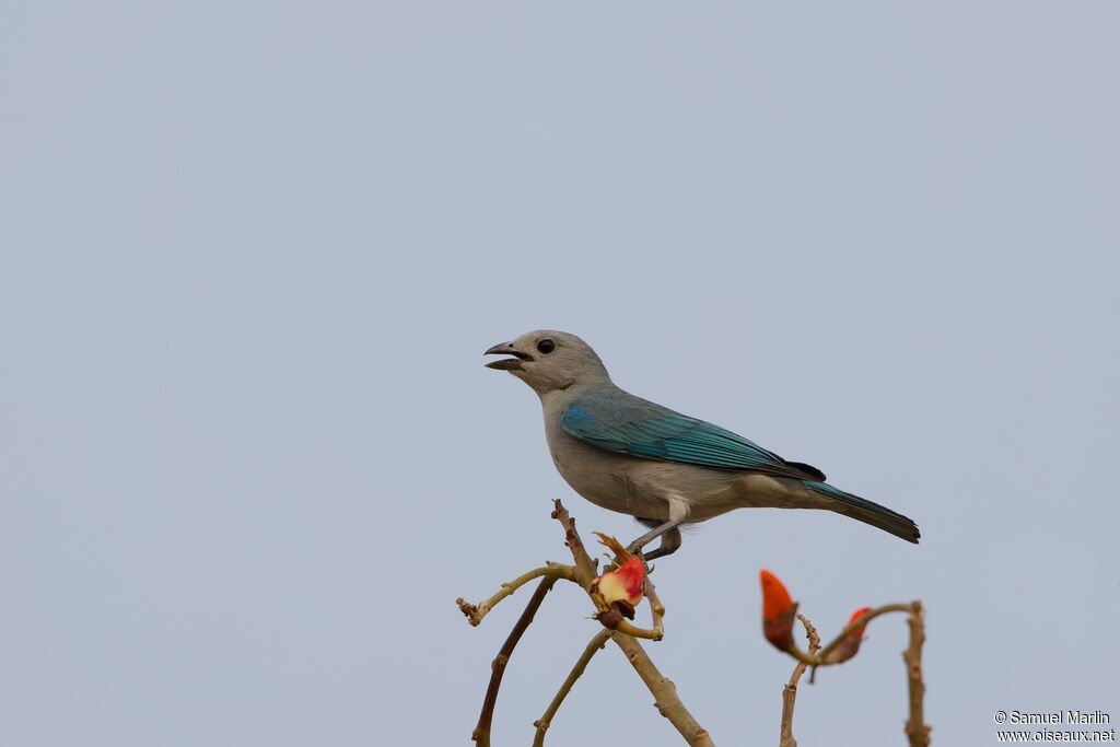 Sayaca Tanager