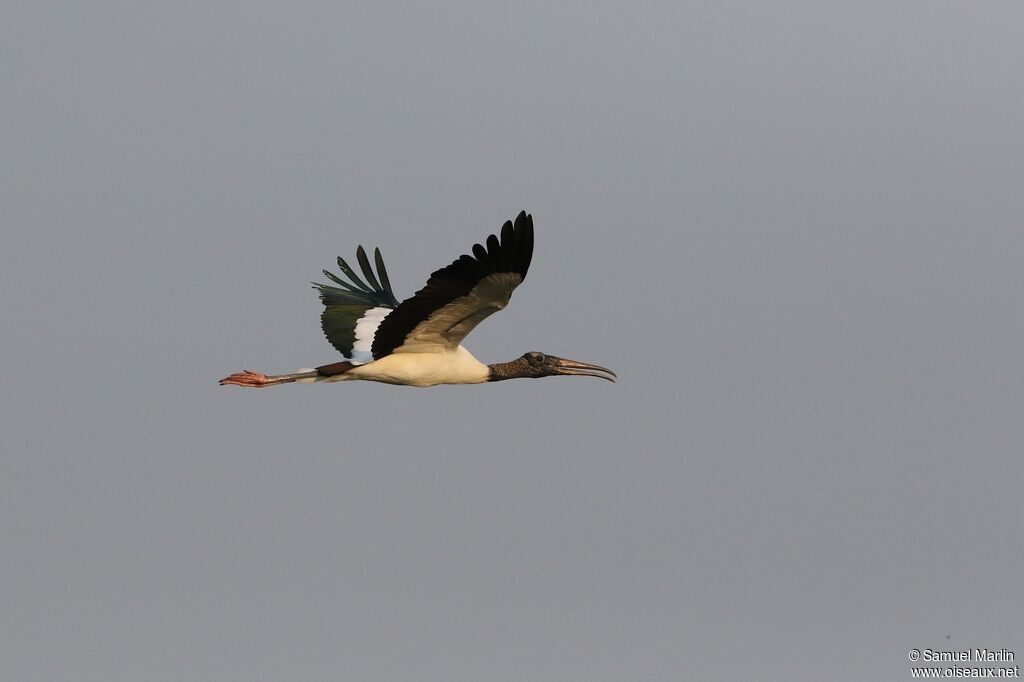 Wood Storkadult, Flight