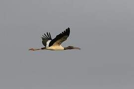 Wood Stork