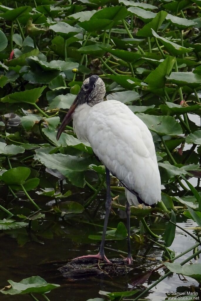 Wood Storkadult