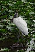 Wood Stork