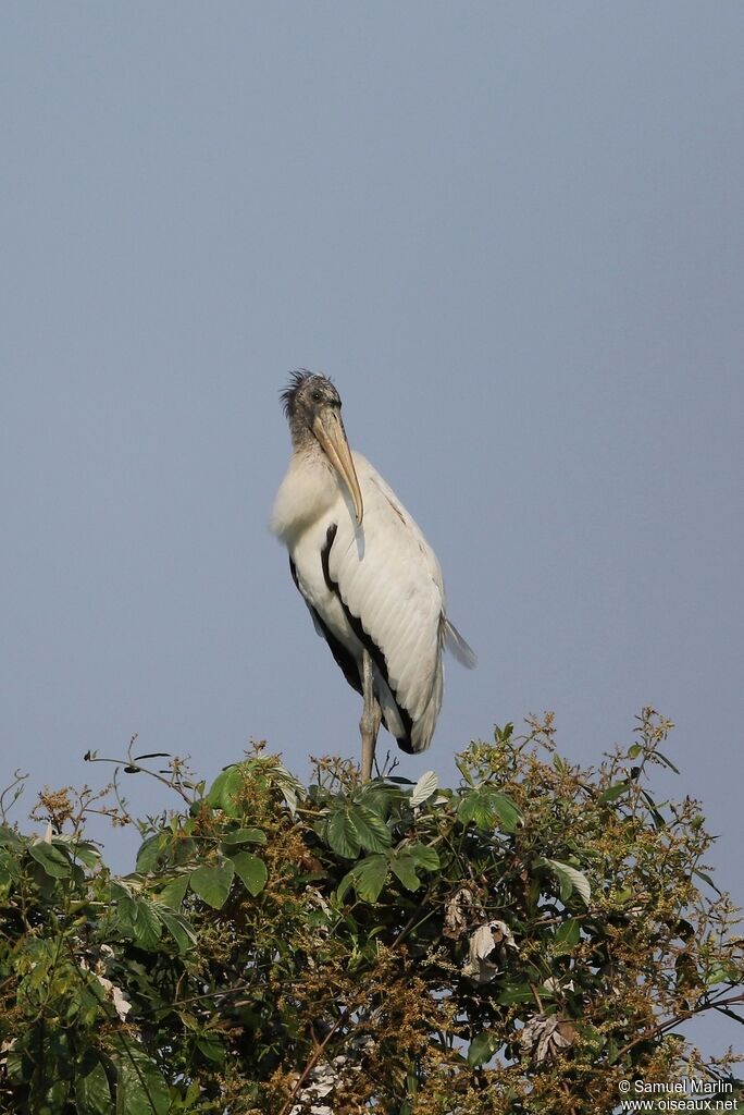 Wood Storkadult