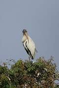 Wood Stork