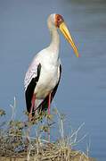 Yellow-billed Stork