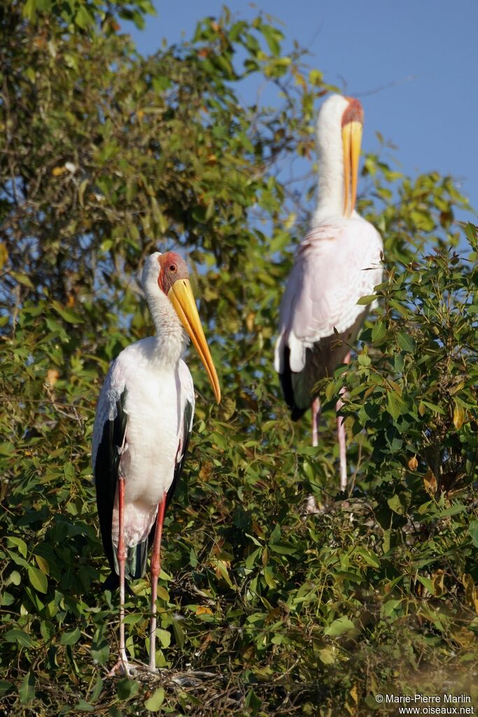 Yellow-billed Storkadult