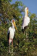 Yellow-billed Stork