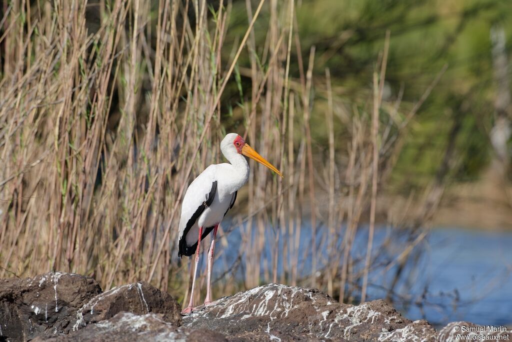 Yellow-billed Storkadult