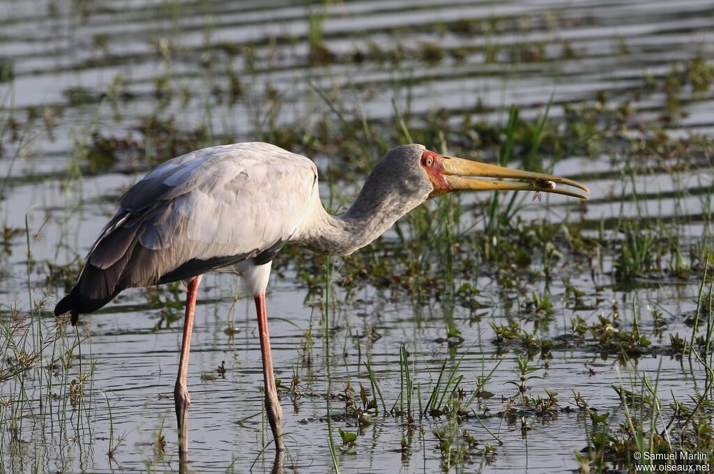 Yellow-billed Storkadult, fishing/hunting, eats