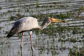 Yellow-billed Stork