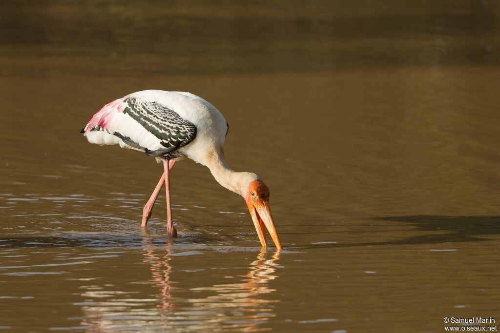 Painted Stork