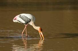 Painted Stork