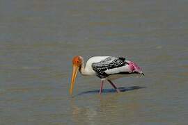 Painted Stork