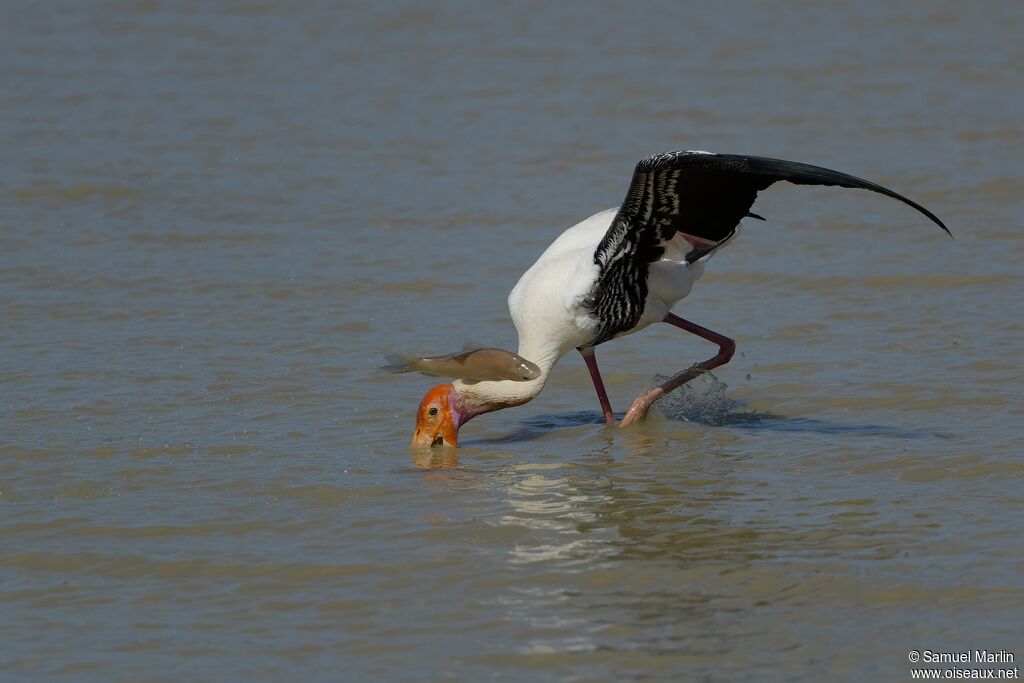 Painted Storkadult, fishing/hunting