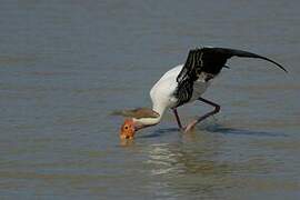 Painted Stork