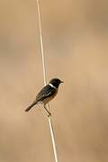 African Stonechat