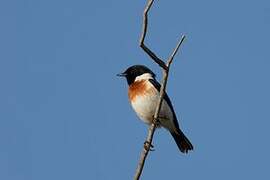 African Stonechat