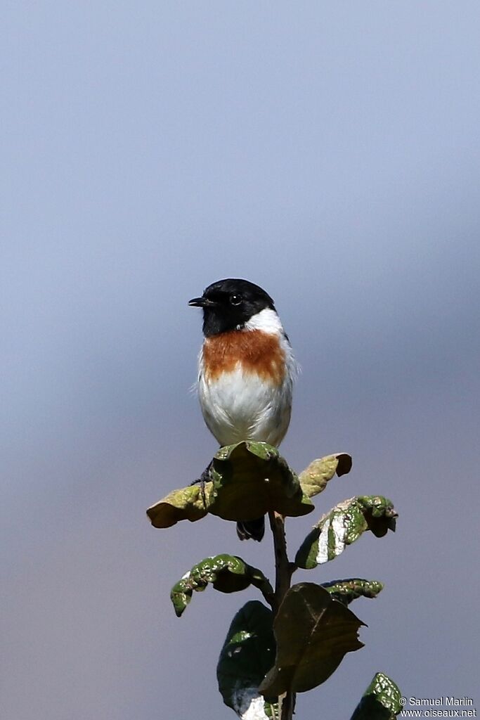 Madagascar Stonechat male adult