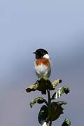 Madagascan Stonechat