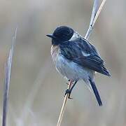 Amur Stonechat