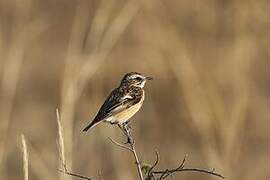 Whinchat