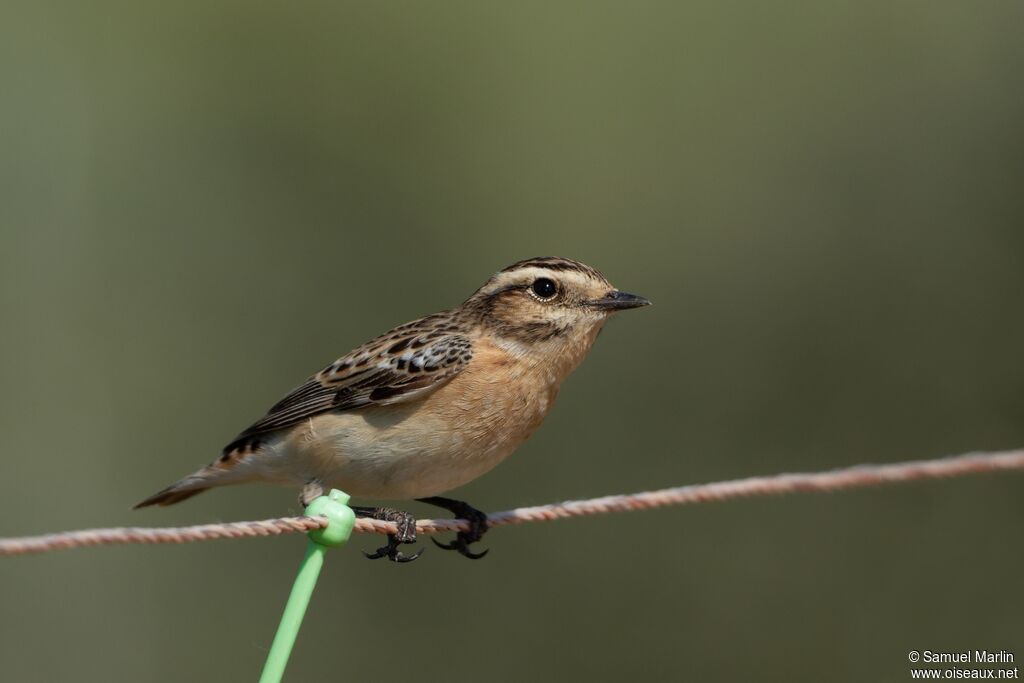 Whinchat