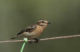 Whinchat