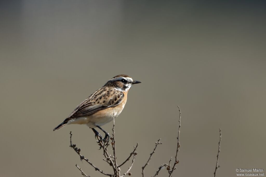 Whinchat male adult