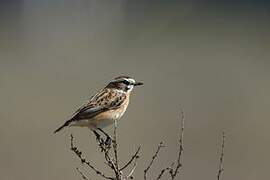 Whinchat