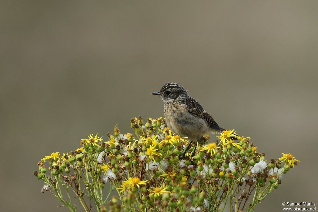 European Stonechatjuvenile