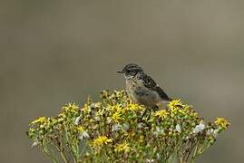 European Stonechat