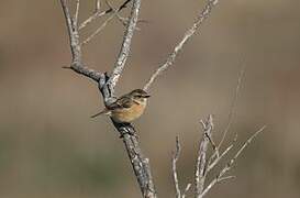 European Stonechat