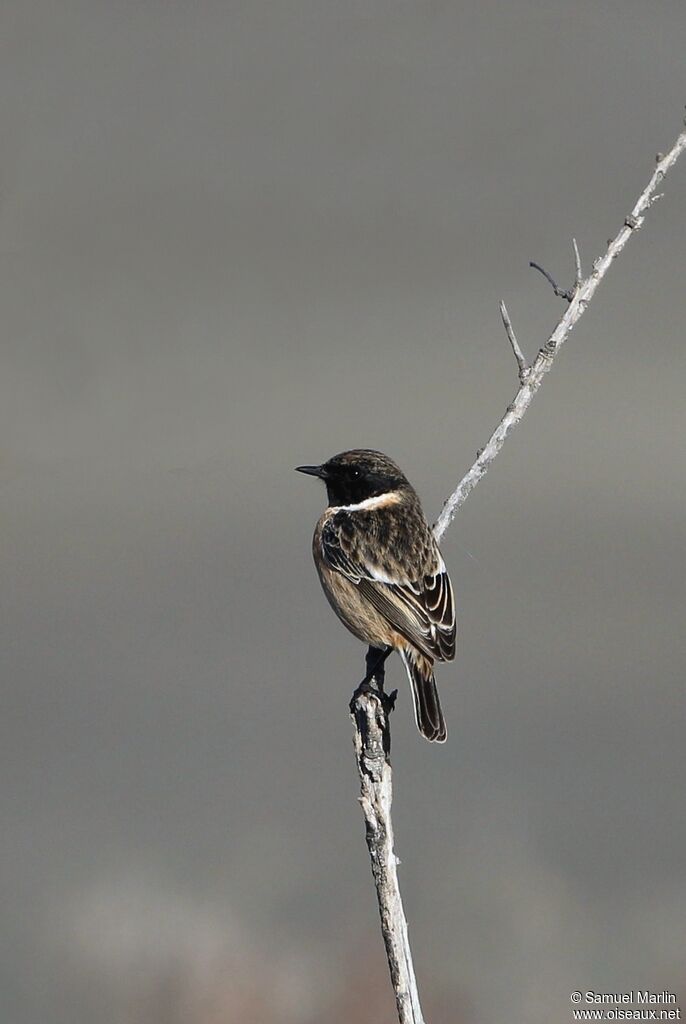 European Stonechat male adult