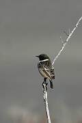 European Stonechat