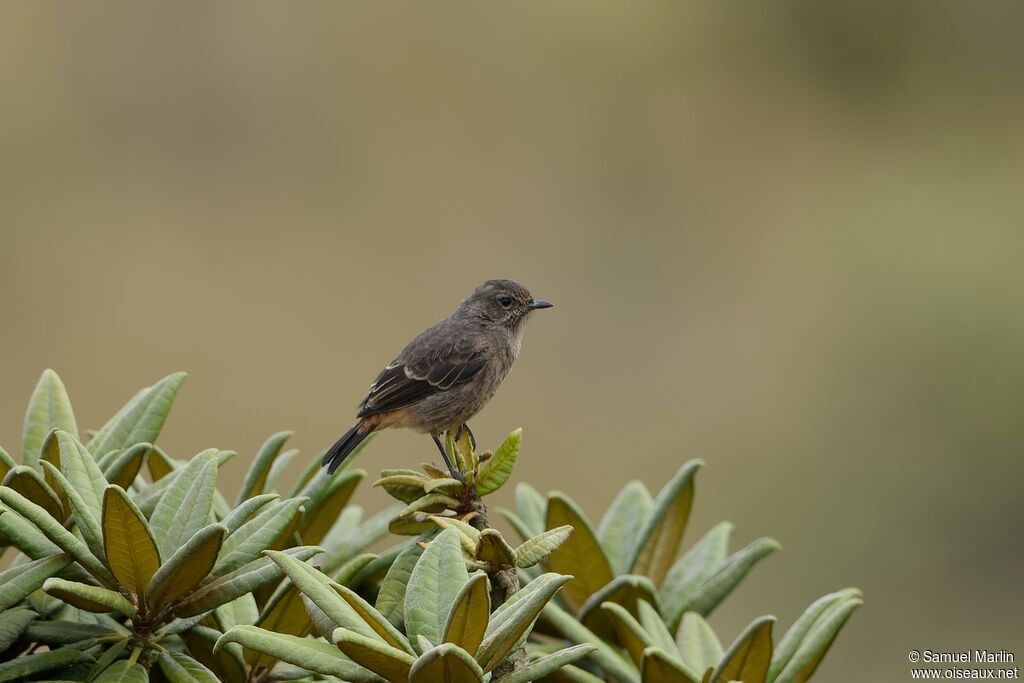 Pied Bush Chat female adult