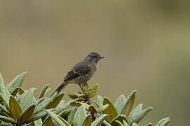 Pied Bush Chat