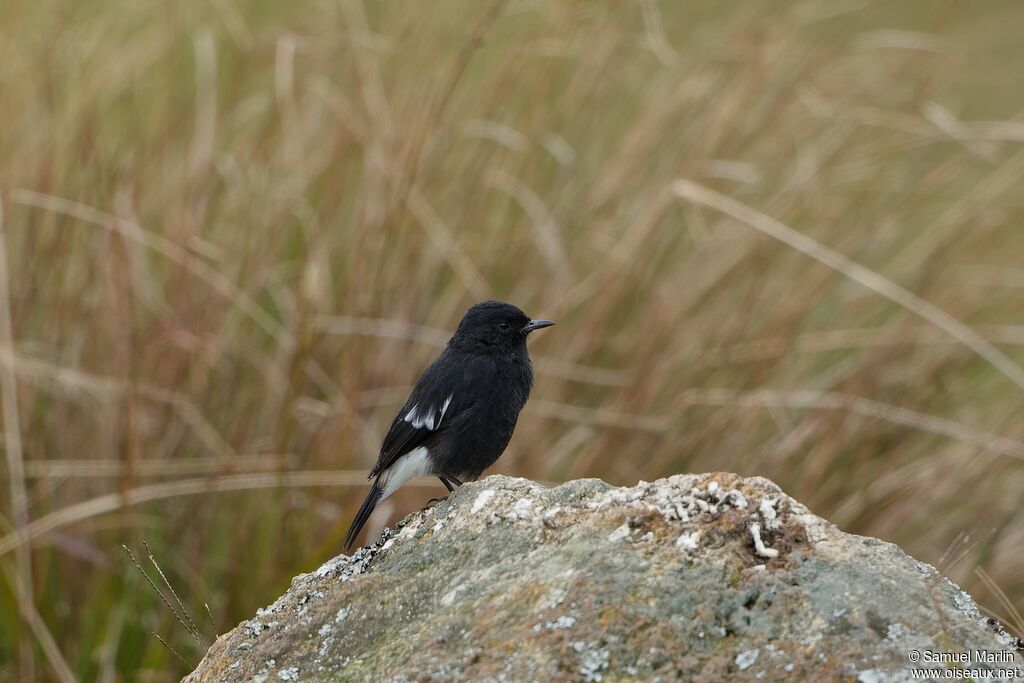 Pied Bush Chat male adult