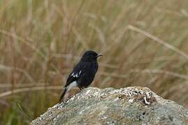 Pied Bush Chat