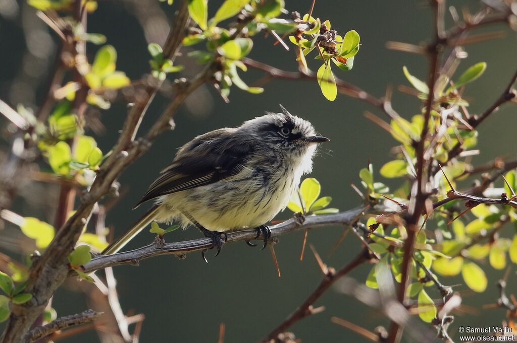 Tufted Tit-Tyrantadult