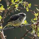 Taurillon mésange