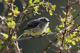 Tufted Tit-Tyrant