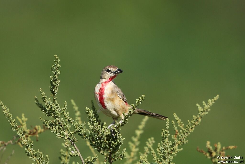 Rosy-patched Bushshrike male adult