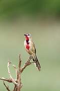 Rosy-patched Bushshrike