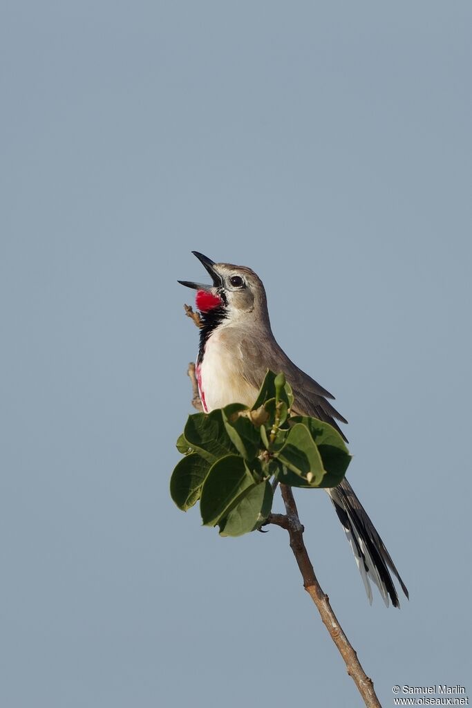 Rosy-patched Bushshrike male adult, song