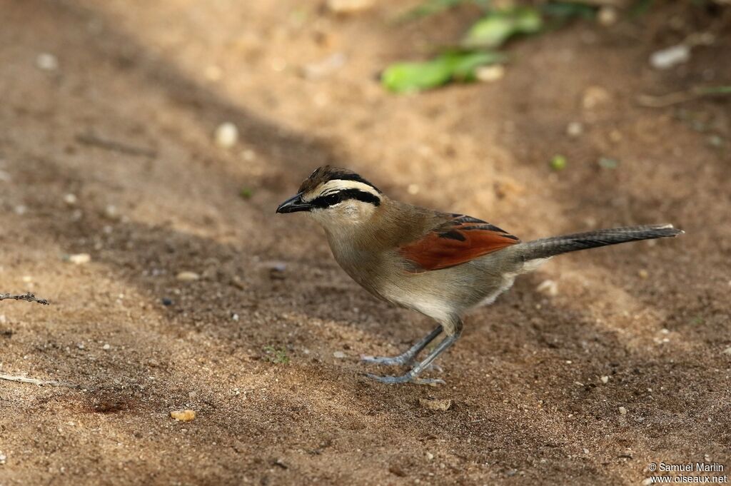 Brown-crowned Tchagra male adult